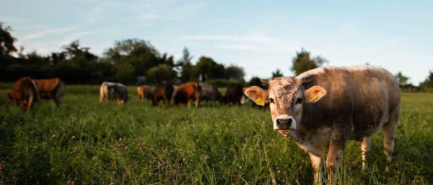 Ganadería de pastoreo, ecológica y de bienestar animal