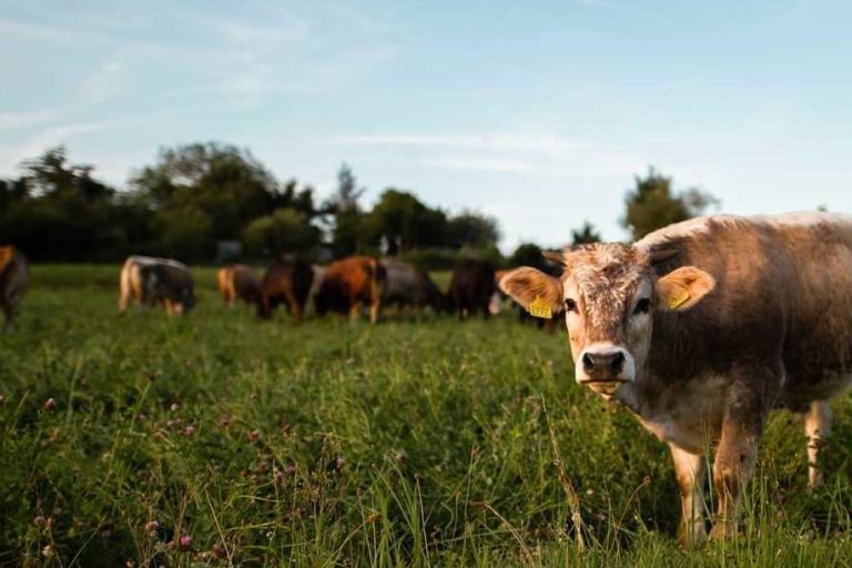Ganadería de pastoreo, ecológica y de bienestar animal