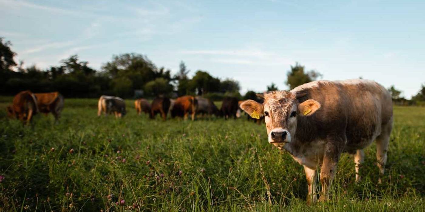 Ganadería de pastoreo, ecológica y de bienestar animal