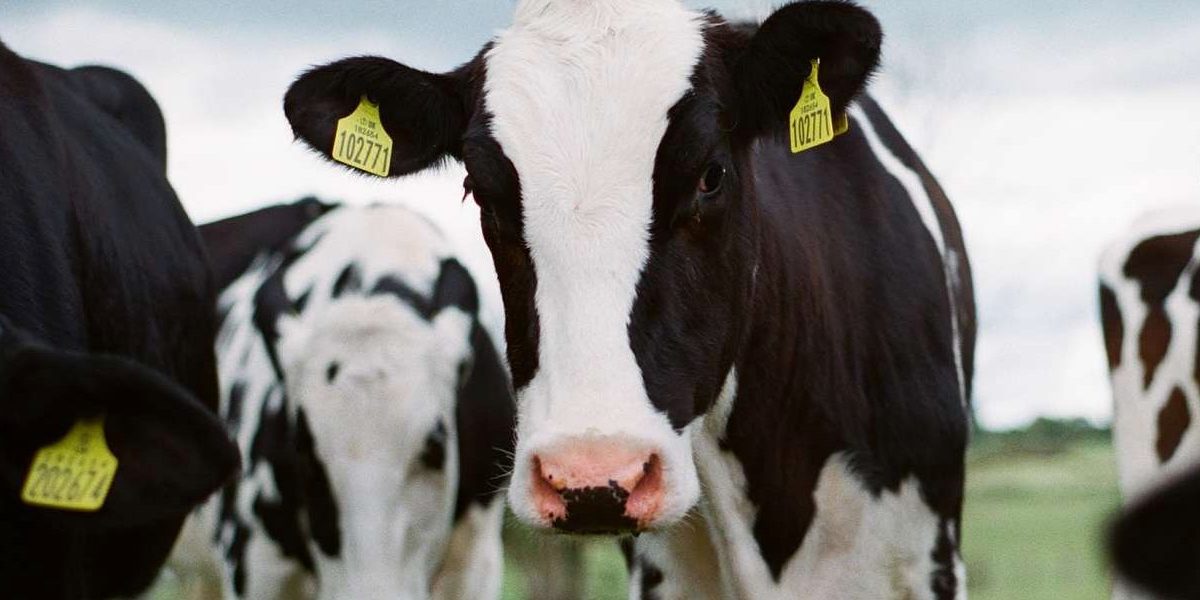 Subida del precio de la leche