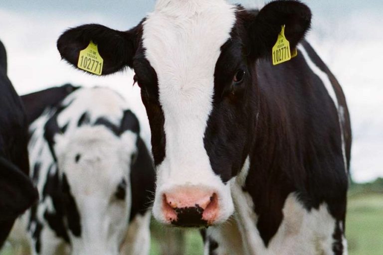 Subida del precio de la leche