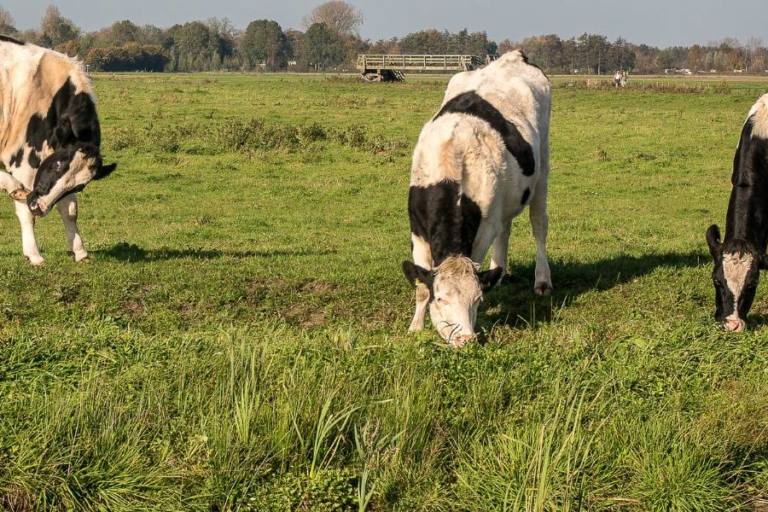 Vacas lecheras pastando.