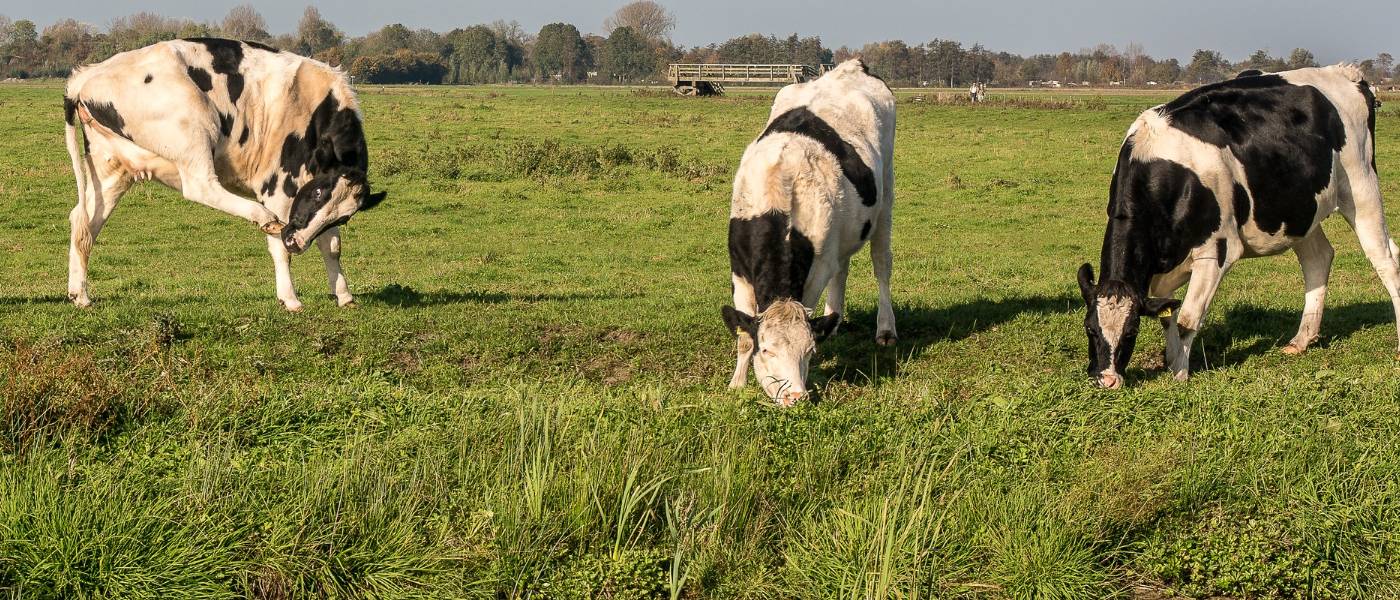 Vacas lecheras pastando.