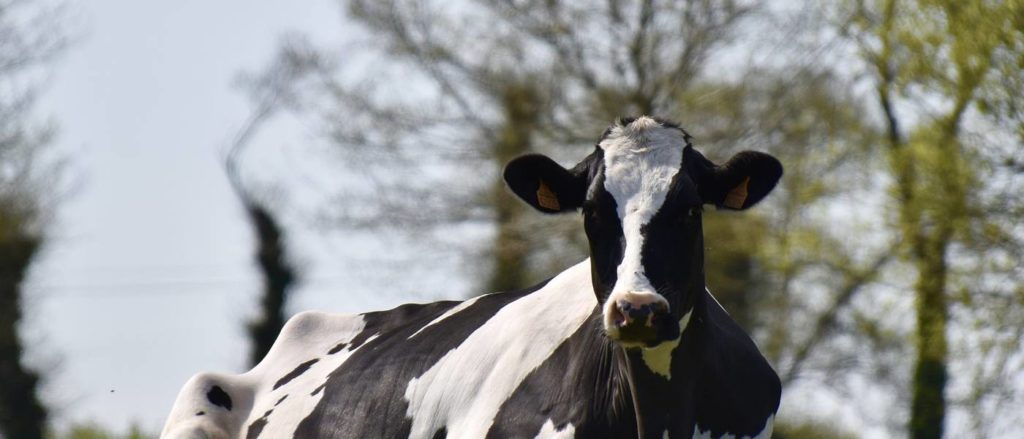 El Gobierno publica el borrador del decreto para regular los contratos lácteos