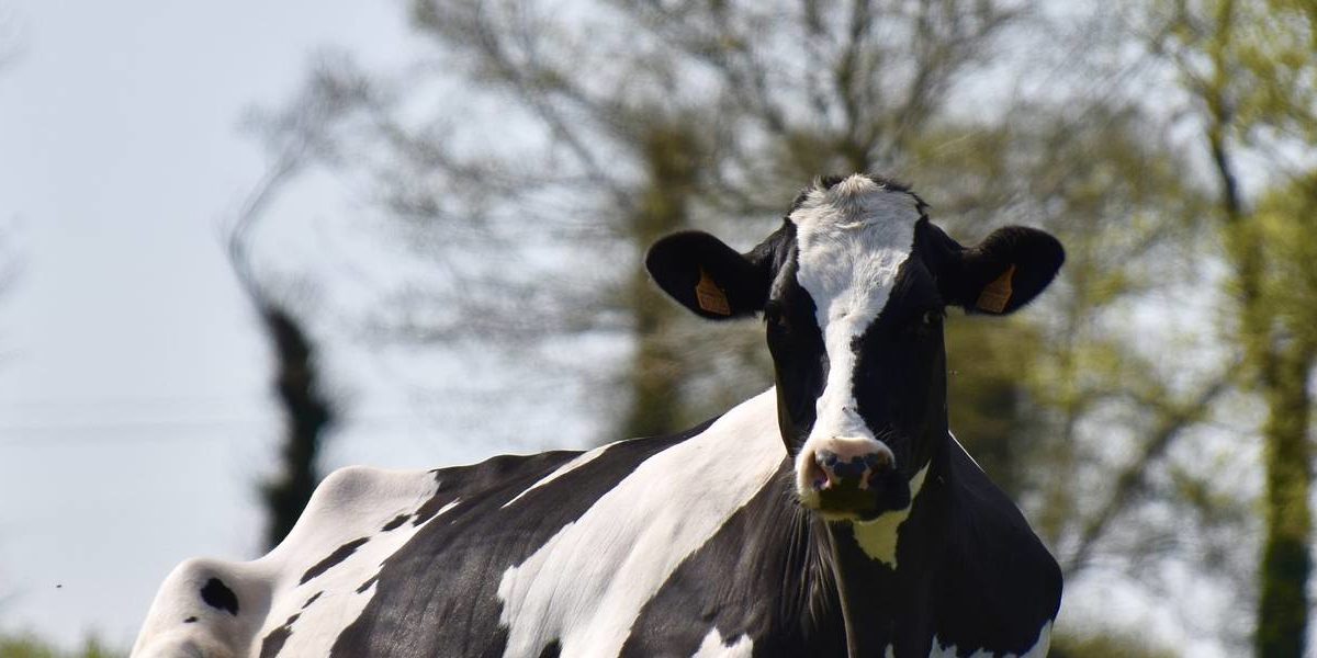 vaca-lechera Vaca lechera.