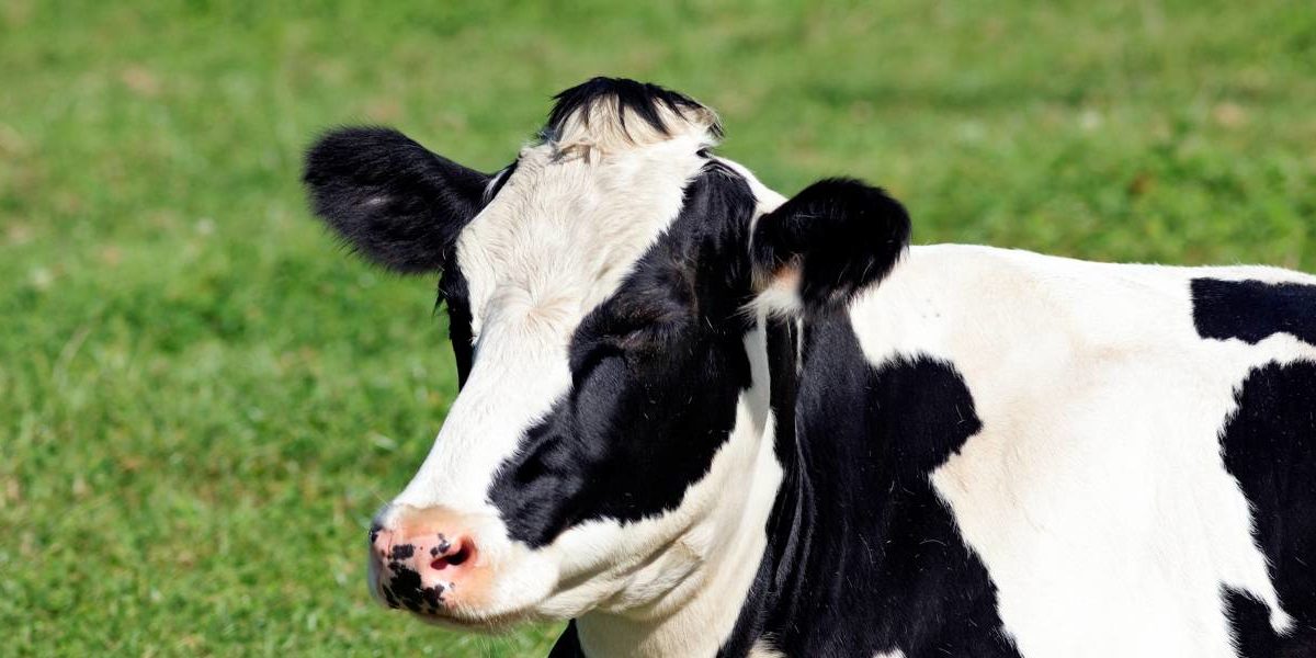 vaca-lechera-raza-frisona Vaca lechera de raza frisona.