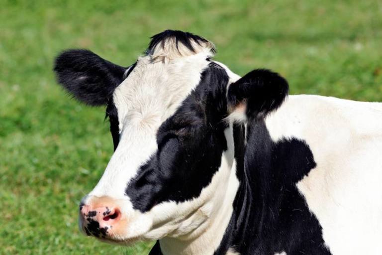 vaca-lechera-raza-frisona Vaca lechera de raza frisona.