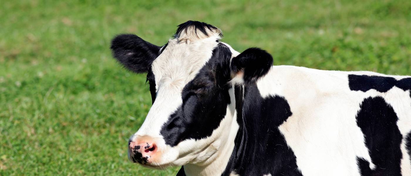 Vaca lechera de raza frisona.