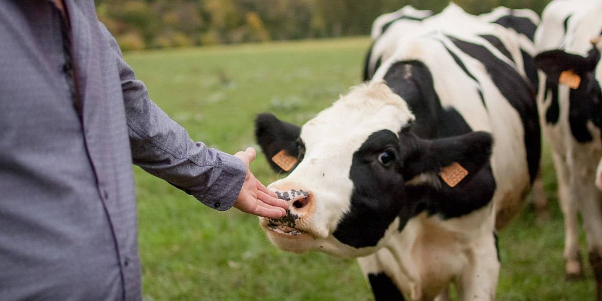 ganadero-alimentado-ganado Ganadero alimentando a una vaca lechera.