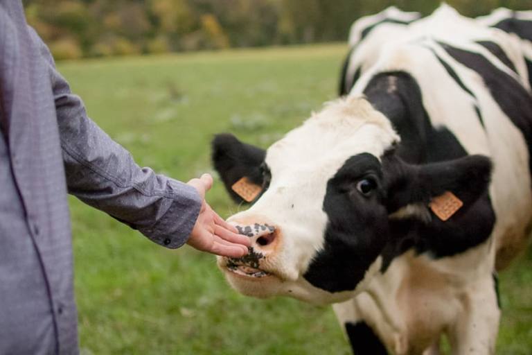 Ganadero alimentando a una vaca lechera.