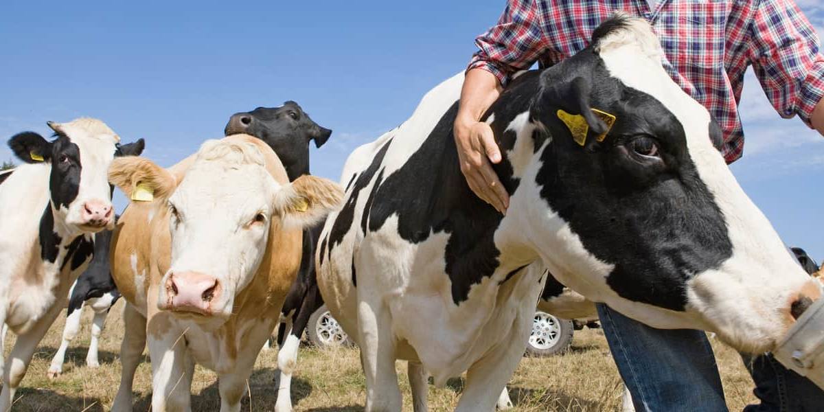 vaca-lechera Vaca lechera.