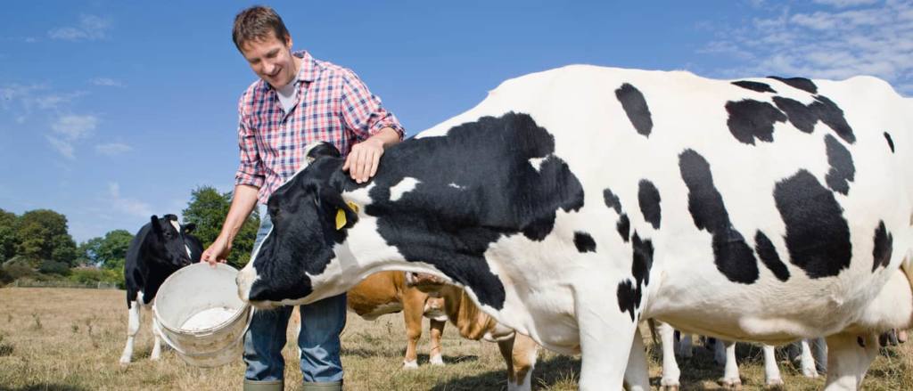 El proyecto ML4Milk mejorará la calidad de la leche a través de técnicas de “machine learning” El proyecto ML4Milk mejorará la calidad de la leche a través de técnicas de “machine learning”