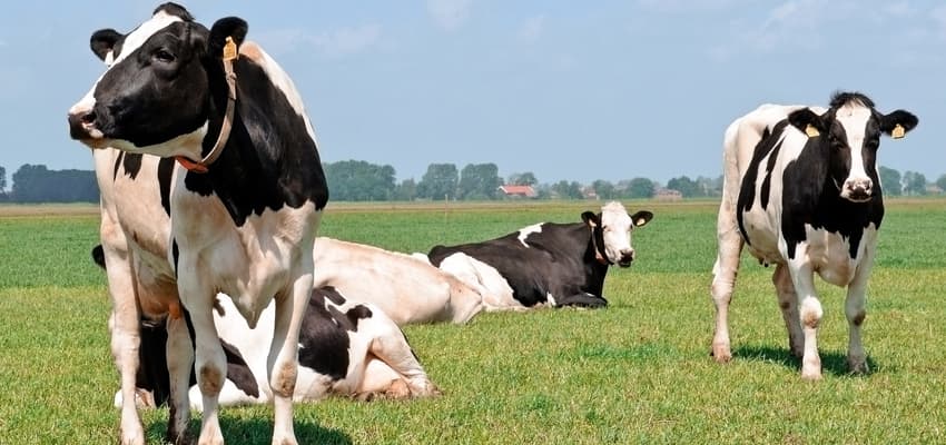 Vacas lecheras.