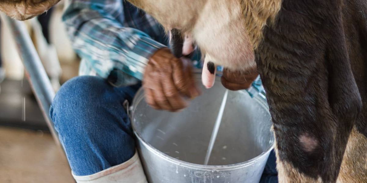Ganadero ordeñando un vaca.