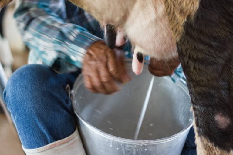 Ganadero ordeñando un vaca.