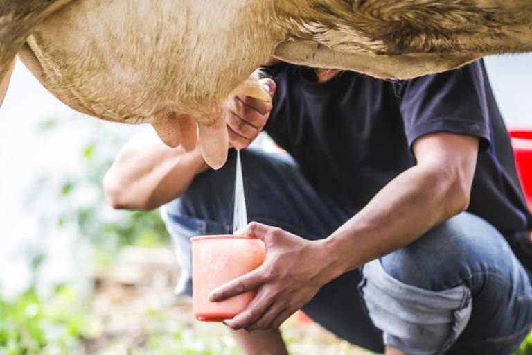 Hombre ordeñando una vaca.