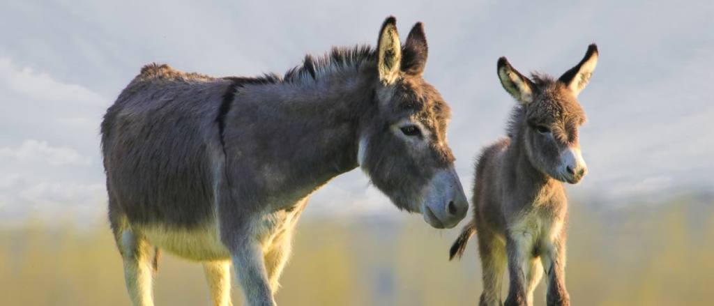 Leche de burra, un producto de lujo al alcance de pocos