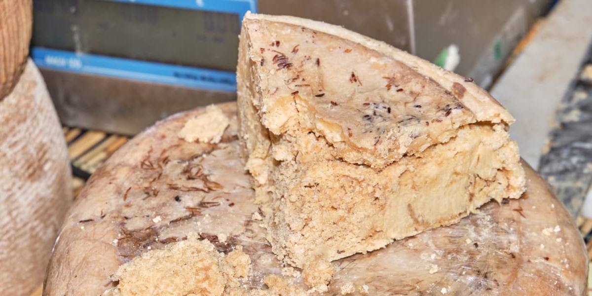 casu-marzu Casu Marzu.