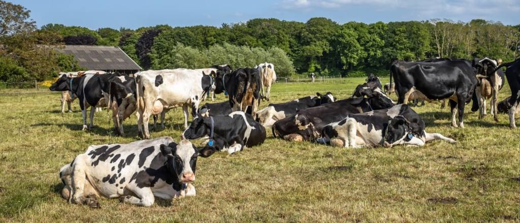 Los ganaderos vuelven a salir a la calle para reclamar un precio “justo” por la leche