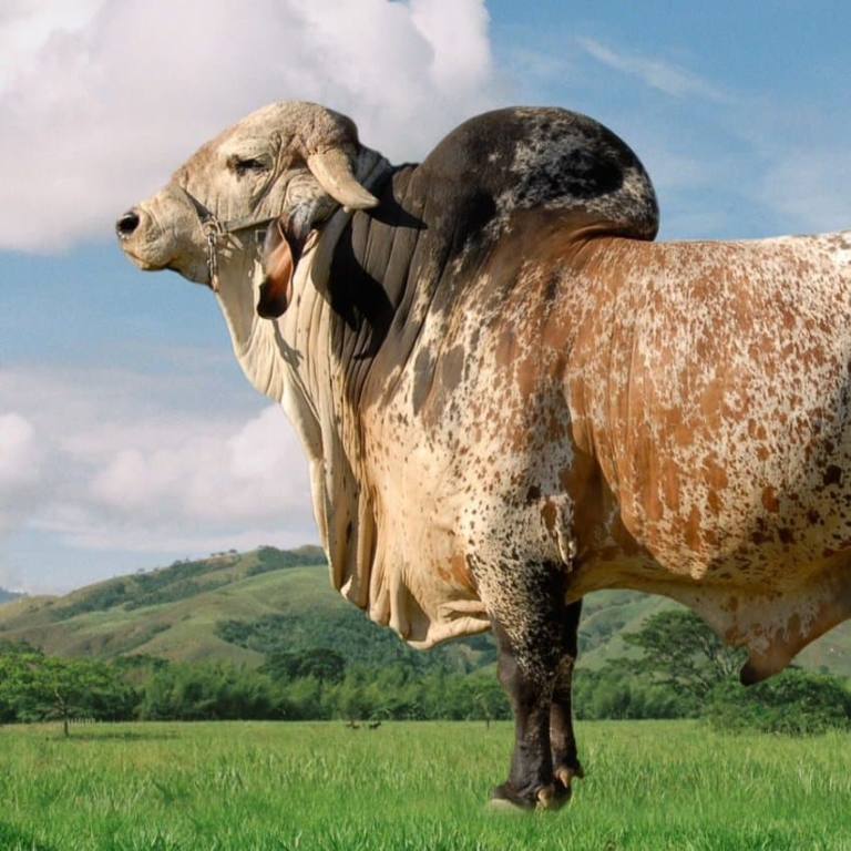 Razas de vacas lecheras