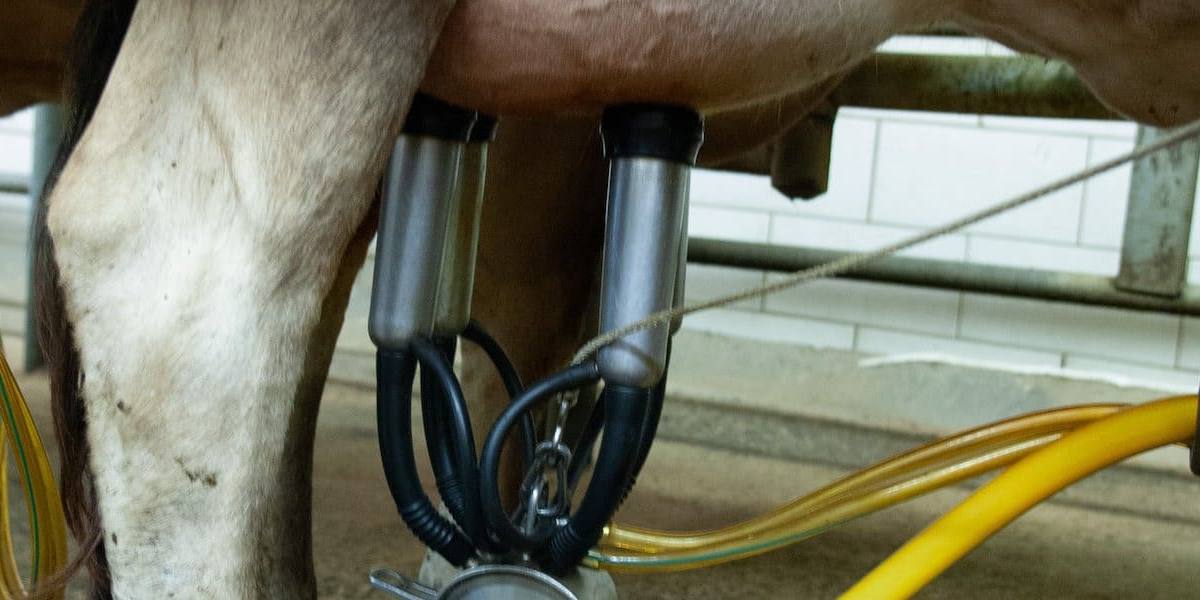 España supera la cifra de leche producida en 2020.
