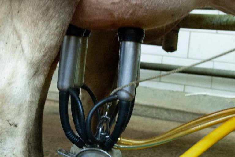 españa leche España supera la cifra de leche producida en 2020.