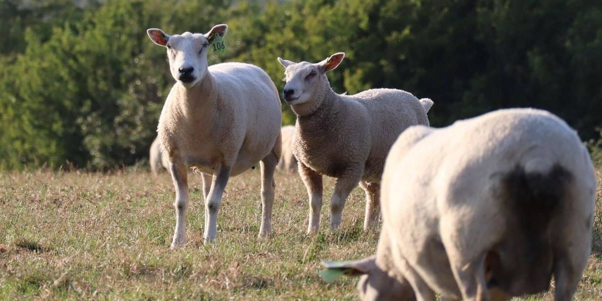 El precio de las leches de oveja y cabra se encareció hasta en 30 céntimos el litro.
