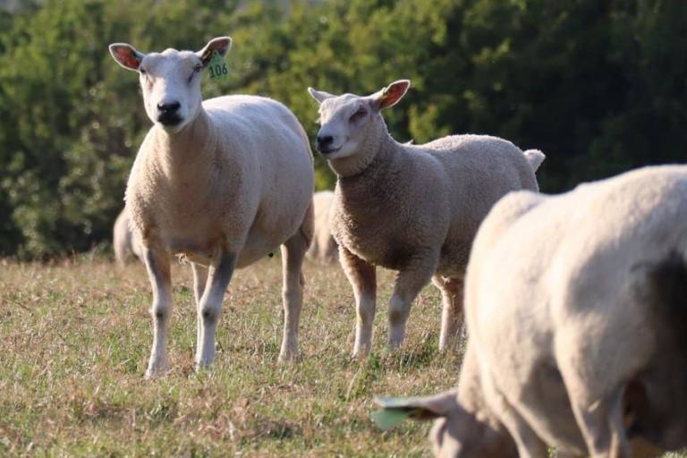precio leche de oveja (1) El precio de las leches de oveja y cabra se encareció hasta en 30 céntimos el litro.