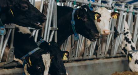 Las vacas de leche varían entre sí en función de la raza y es necesario conocer sus características para poder producir adecuadamente.