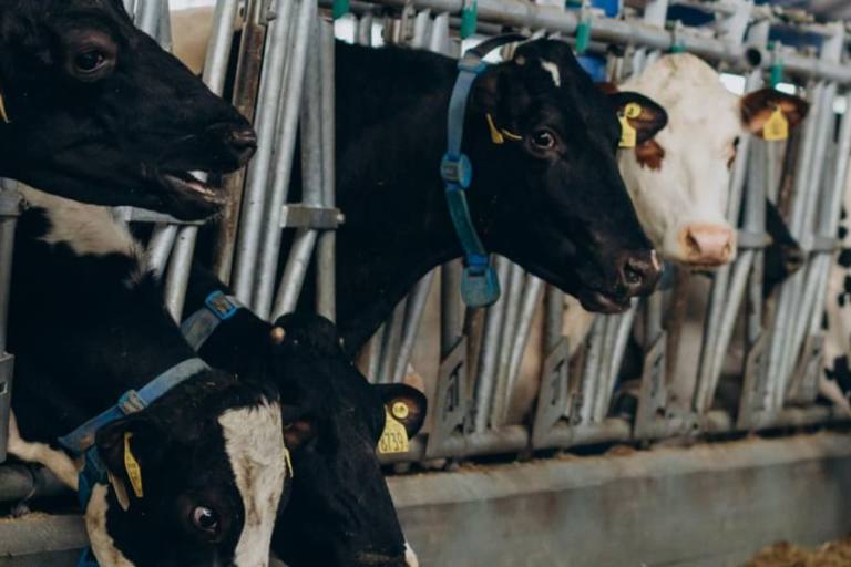 top 10 vacas más leche Las vacas de leche varían entre sí en función de la raza y es necesario conocer sus características para poder producir adecuadamente.