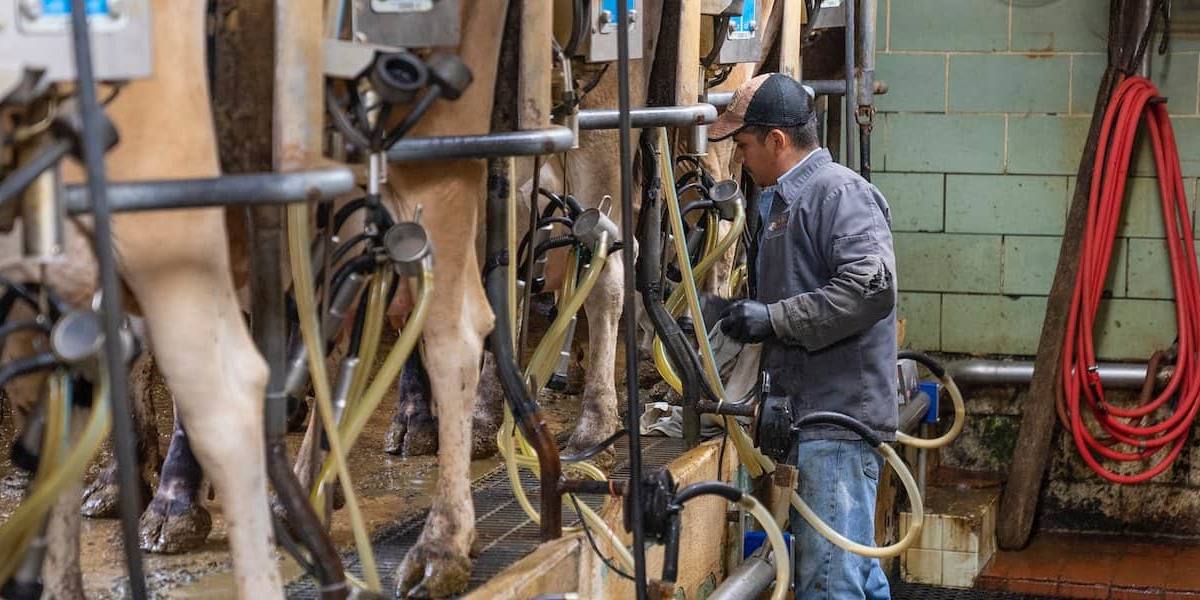 España produccion leche España perdió el 16% de sus vacas para producción de leche en 2022.