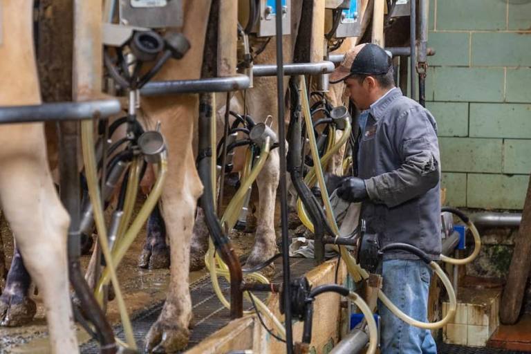 España perdió el 16% de sus vacas para producción de leche en 2022.