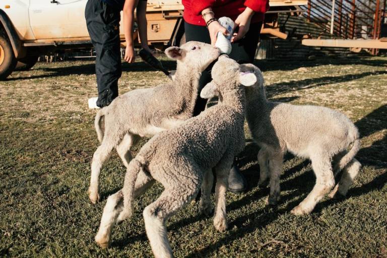 Las explotaciones de leche de oveja han caído un 8% en 2022.
