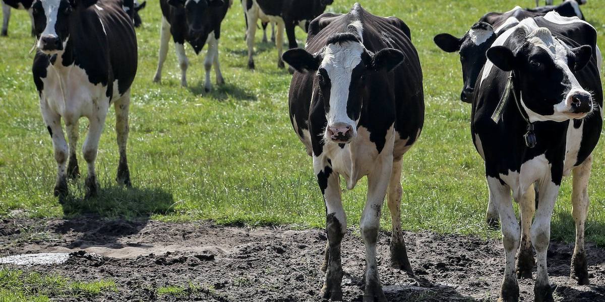 Las granjas con más de 725 vacas lecheras en la actualidad no podrán aumentar esta cifra.