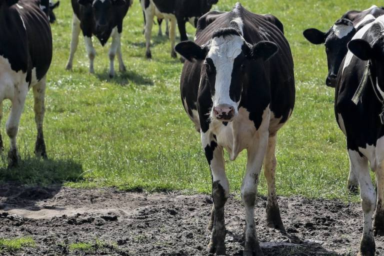 Las granjas con más de 725 vacas lecheras en la actualidad no podrán aumentar esta cifra.