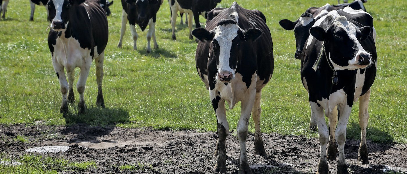 Las granjas con más de 725 vacas lecheras en la actualidad no podrán aumentar esta cifra.