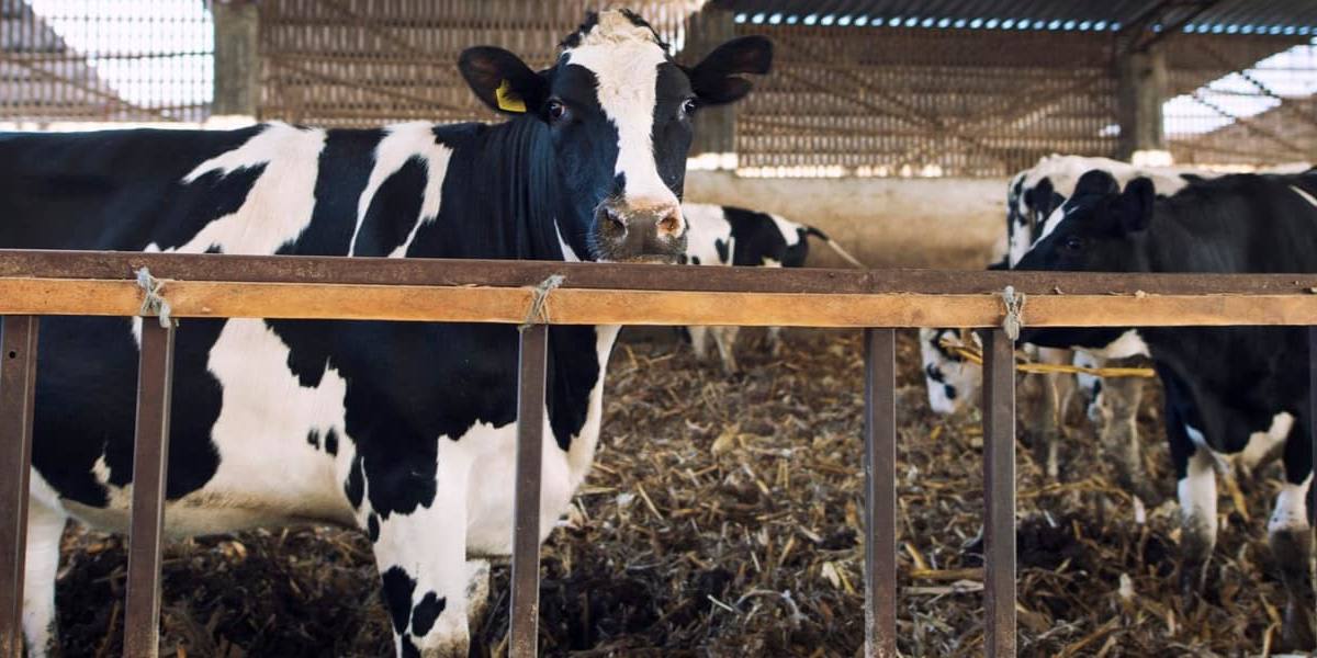 Galicia se fija como meta llegar a transformar el 75% de la leche recogida en su territorio.