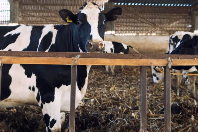 galicia transformación leche Galicia se fija como meta llegar a transformar el 75% de la leche recogida en su territorio.