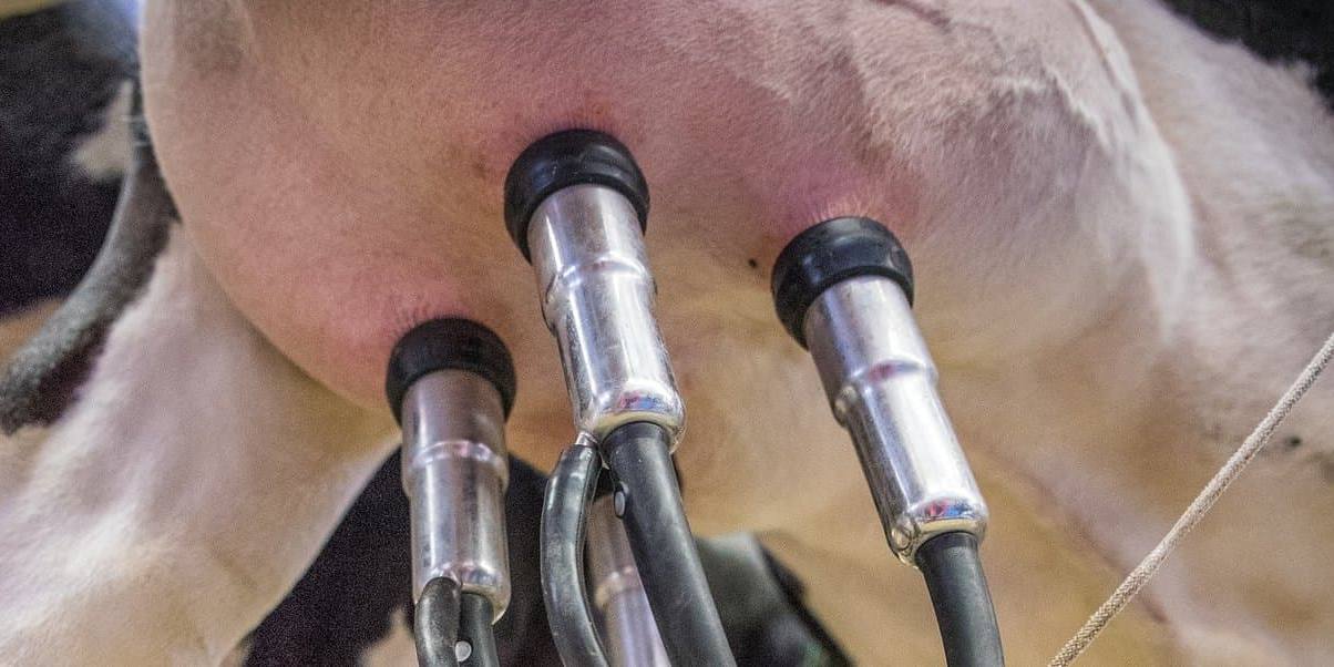 La InLac pone de manifiesto el esfuerzo ecológico de los productores lácteos.