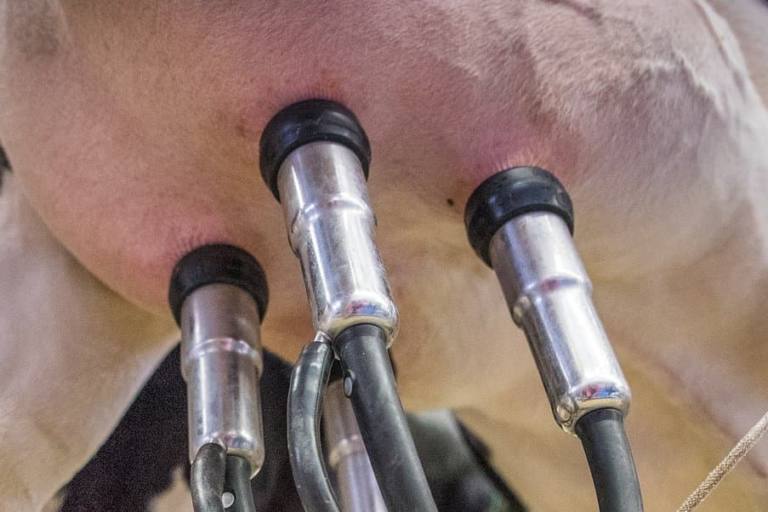 inlac lacteo europeo (1) La InLac pone de manifiesto el esfuerzo ecológico de los productores lácteos.