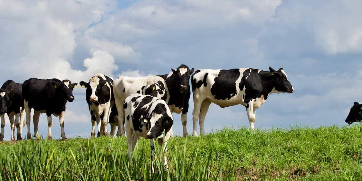 leche asturiana precio El precio de la leche asturiana en origen es el más caro desde 1994.