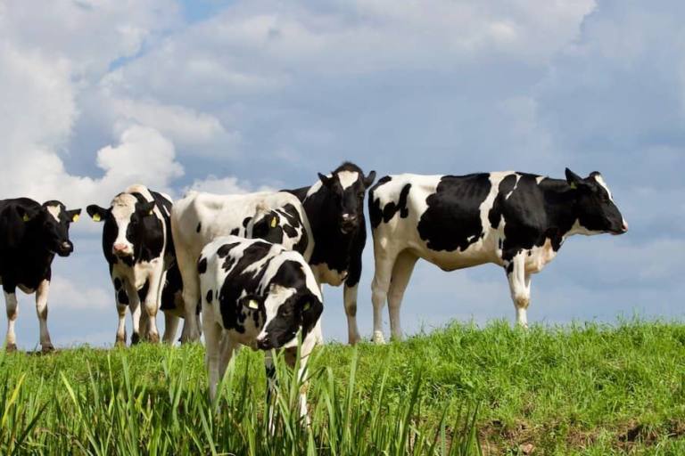 leche asturiana precio El precio de la leche asturiana en origen es el más caro desde 1994.