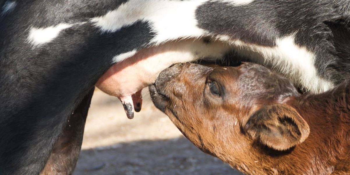 precio leche La demanda de lechecoincide con un punto de poca maduración para las novillas de vaca lechera
