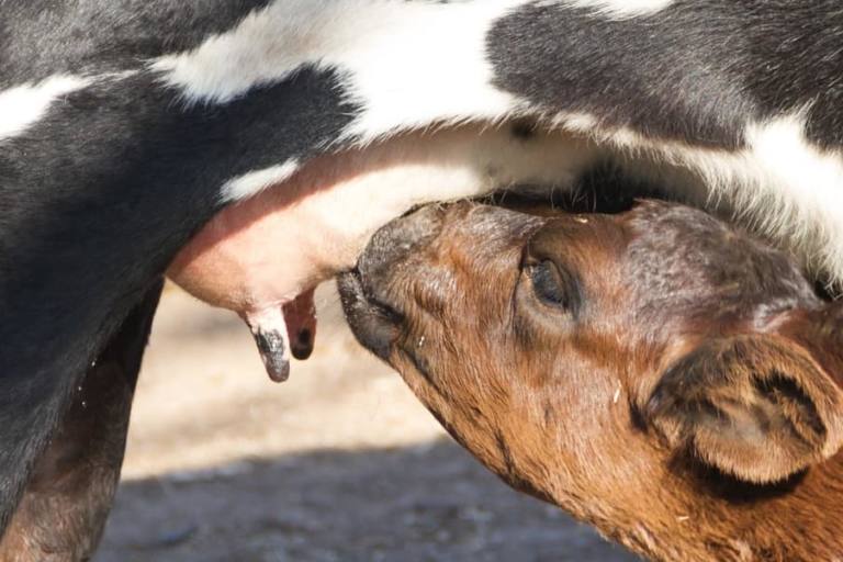 La demanda de lechecoincide con un punto de poca maduración para las novillas de vaca lechera