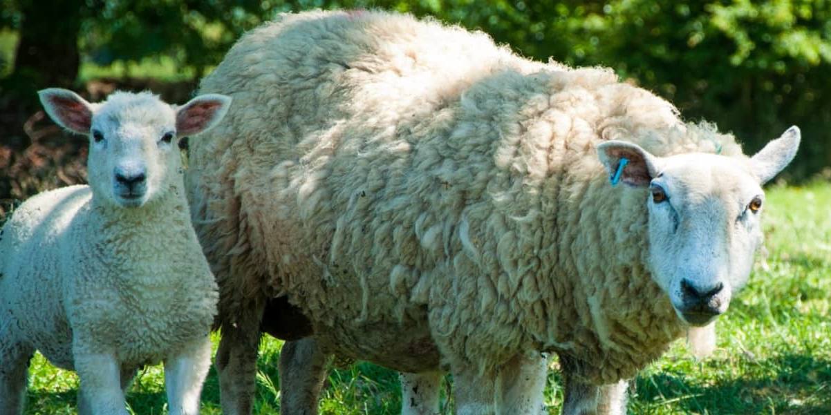 viruela oveja La viruela de ovejas y cabras pone en riesgo la producción de queso manchego DO y la carne de cordero.