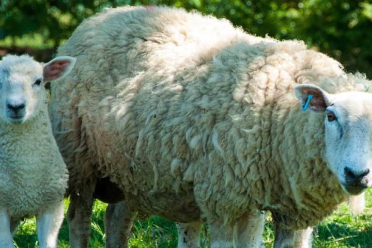 viruela oveja La viruela de ovejas y cabras pone en riesgo la producción de queso manchego DO y la carne de cordero.