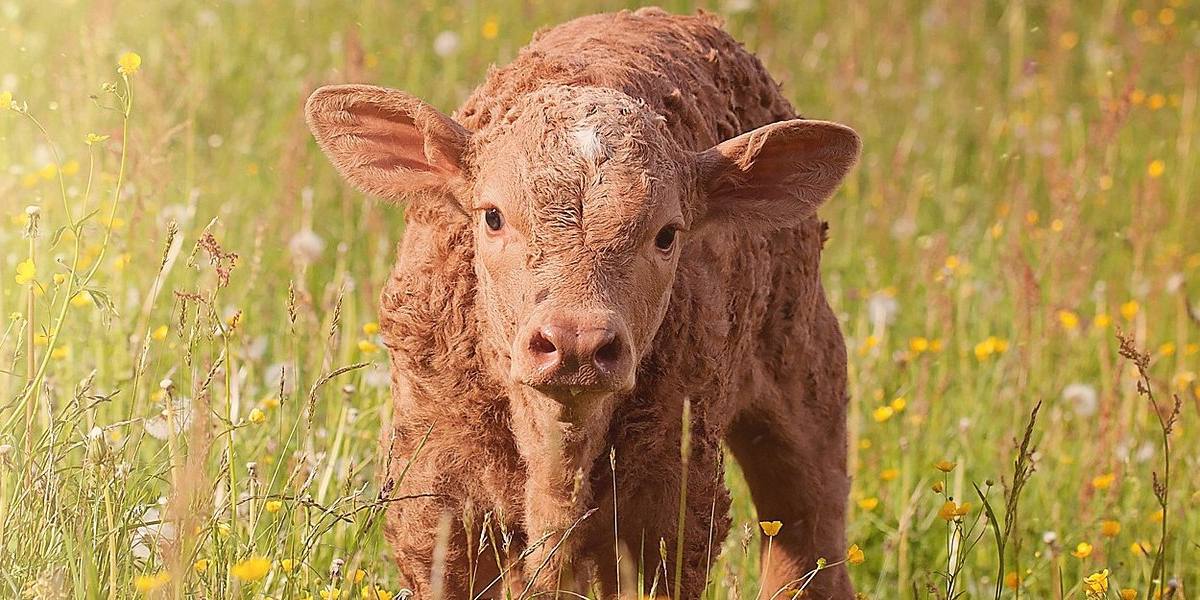 «súper vacas» Las "súper vacas" son especímenes mucho más productivo respecto a las normales.
