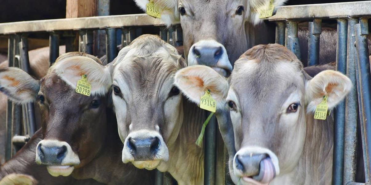 granjas de leche Las granjas de leche produjeron 60.000 toneladas menos en 2021 respecto al año anterior.