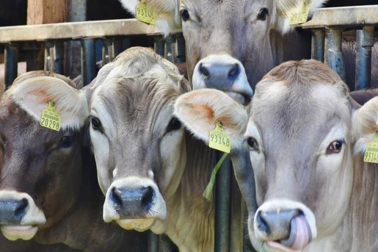 granjas de leche Las granjas de leche produjeron 60.000 toneladas menos en 2021 respecto al año anterior.