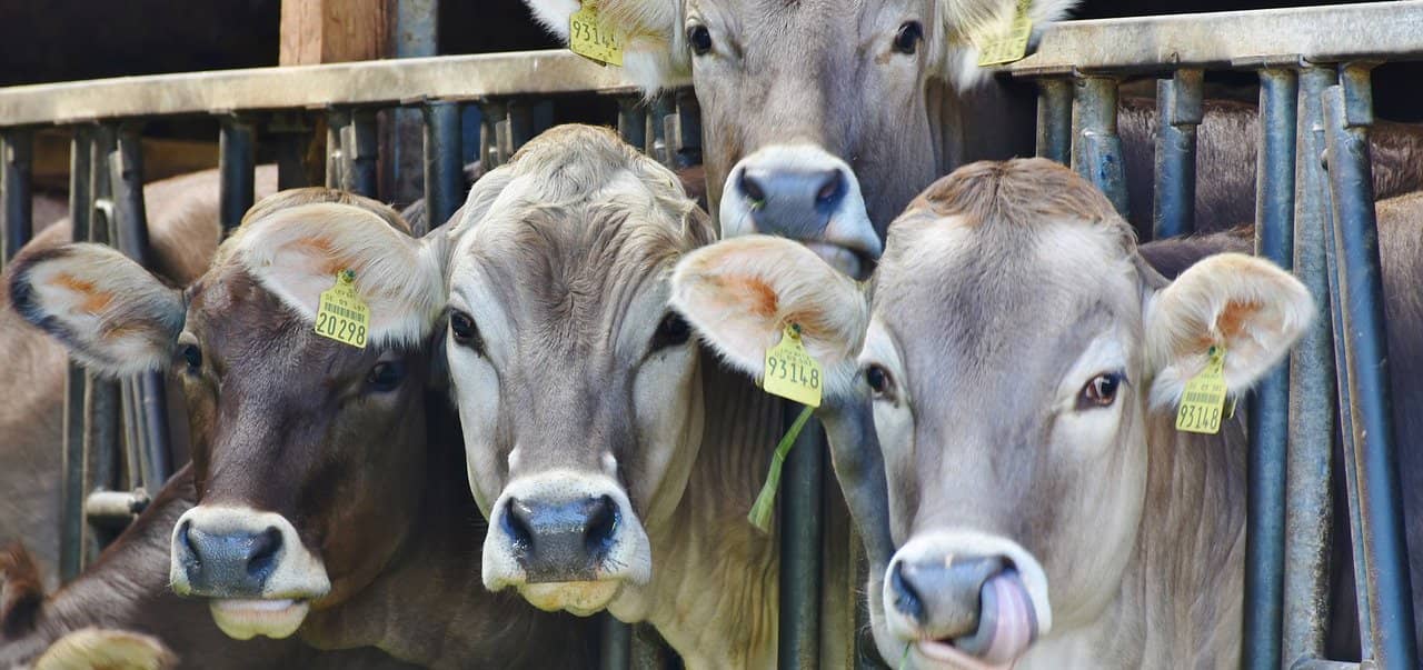 Las granjas de leche produjeron 60.000 toneladas menos en 2021 respecto al año anterior.